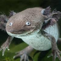 Axolotl