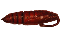 Manduca pupa icon